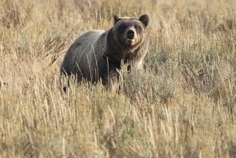 Trail Walker Assaulted by Bear in Wilderness Area Transported to Hospital
