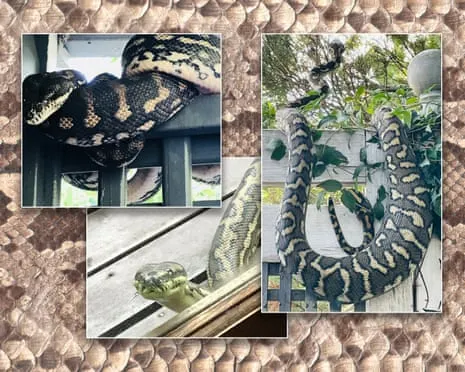 Welcoming the Serpents in My Ceiling: A Transformation from Anxiety to Admiration