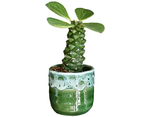 Can This Euphorbia Ritchiei Once Again Grow Leaves Back?